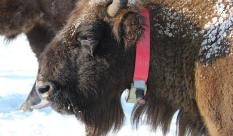 Image of a Bison outside with a tracker around it's neck.