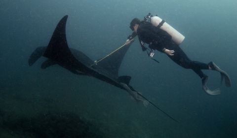Image of a diver tagging a manta underwater.