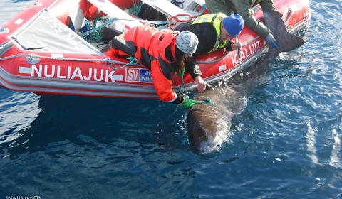 Image of a boat in the ocean tagging a marine animal.