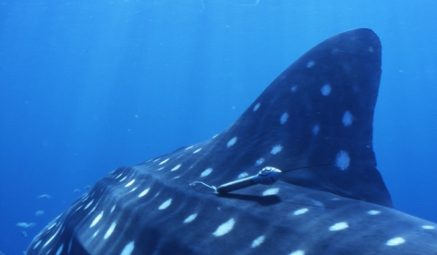 Image of a whale shark