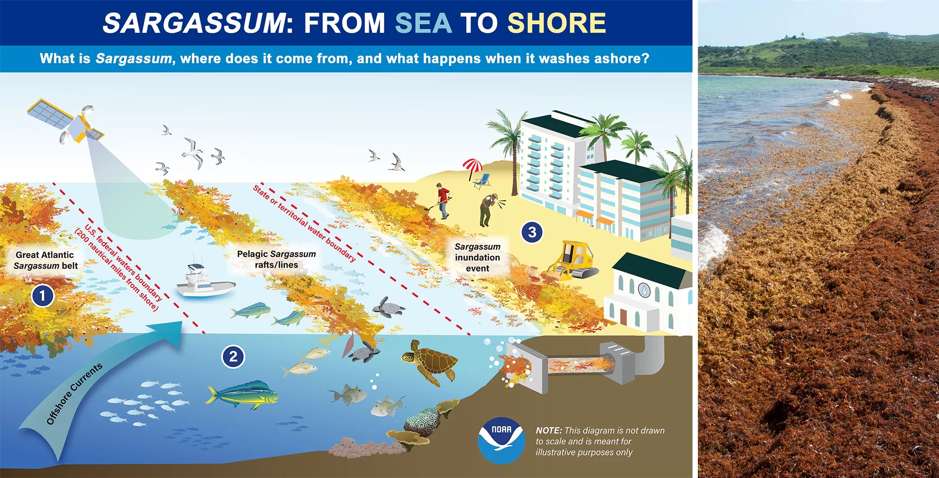 This infographic illustrates the movement of Sargassum from sea to shore. Out at sea, Sargassum provides important fish and wildlife habitat. However, this free-floating algae often washes ashore in great quantities due to strong wind and water currents. Masses of this algae beaching on shore can harm coastal ecosystems, drive away tourists, and pose public health threats. NOAA is working to help coastal communities address the growing problem of what experts call "Sargassum inundation events." This infog